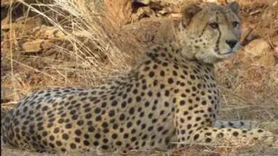 India launched the cheetah reintroduction project in September 2022. (HT PHOTO)