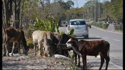 Of the total cattle caught, 170 were captured by the MC’s own teams, while a contractor was responsible for catching 287. (HT File Photo for representation) Of the total cattle caught, 170 were captured by the MC’s own teams, while a contractor was responsible for catching 287. (HT File Photo for representation)