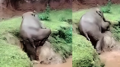 The baby elephant’s determined effort to escape the pond went viral. (Instagram/saveelephantfoundation) The baby elephant’s determined effort to escape the pond went viral. (Instagram/saveelephantfoundation)
