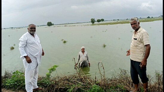 Farmers show submerged fields at Bhaini Chandrapal village in Meham subdivision, in Rohtak, on Tuesday. (Manoj Dhaka/HT)