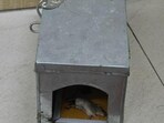 Rat-traps are being placed wherever needed in the UP secretariat buildings. (HT Photo) Rat-traps are being placed wherever needed in the UP secretariat buildings. (HT Photo)