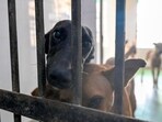 The authority has also directed the apartment owners’ associations (AOAs), and residents welfare associations (RWAs) to identify the stray dogs in their respective areas for their sterilisation and vaccination. (Sunil Ghosh/HT Photo)