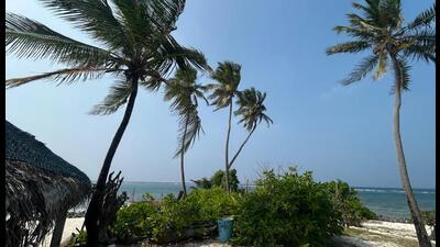 Coconut palms are the lifeline of the Lakshadweep islands. (KA SHAJI) Coconut palms are the lifeline of the Lakshadweep islands. (KA SHAJI)
