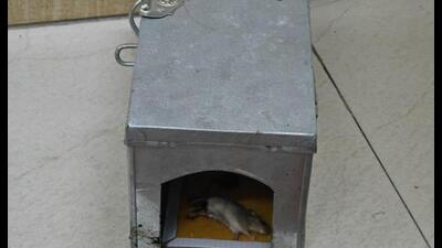 Rat-traps are being placed wherever needed in the UP secretariat buildings. (HT Photo) Rat-traps are being placed wherever needed in the UP secretariat buildings. (HT Photo)