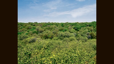 The auditors will be brought on board through a certification and registration mechanism, to be implemented by the Environment Audit Designate Agency (EADA) (HT Photo) The auditors will be brought on board through a certification and registration mechanism, to be implemented by the Environment Audit Designate Agency (EADA) (HT Photo)