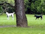 Stray dogs in Lodhi Garden on Saturday. (PTI)