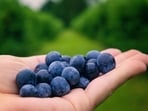 Blueberries are good sources of antioxidants. Blueberries are good sources of antioxidants.