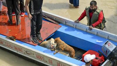On Thursday, in the floodplains opposite Mayur Vihar Phase-1, a group of 30-40 people gathered to save marooned animals. Two rescue boats crisscrossed the waterlogged landscape, searching for dogs and cattle. (RAJ K RAJ /HT PHOTO) On Thursday, in the floodplains opposite Mayur Vihar Phase-1, a group of 30-40 people gathered to save marooned animals. Two rescue boats crisscrossed the waterlogged landscape, searching for dogs and cattle. (RAJ K RAJ /HT PHOTO)