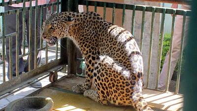 The--leopard-which-was-trapped-by-forest-department-near-Sodliya-village-under-Tirla-block-in-Indore-on-Saturday-Shankar-Mourya-HT-photo