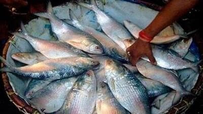 This is the highest procurement of Hilsa from Gujarat in recent years, secretary of the Fish Importers’ Association in West Bengal Maqsood said. (Representative photo) This is the highest procurement of Hilsa from Gujarat in recent years, secretary of the Fish Importers’ Association in West Bengal Maqsood said. (Representative photo)
