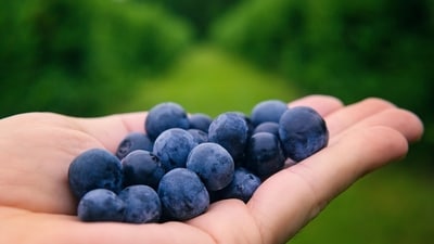 Blueberries are good sources of antioxidants. (Pexels) Blueberries are good sources of antioxidants. (Pexels)