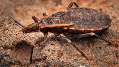 'Kissing bugs' tend to attack humans on the face, earning them this nickname. (X/@CIDRAP) 'Kissing bugs' tend to attack humans on the face, earning them this nickname. (X/@CIDRAP)