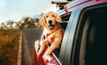 Travelling with your pet? Keep these 8 tips in mind for a smooth journey (Pexels) Travelling with your pet? Keep these 8 tips in mind for a smooth journey (Pexels)