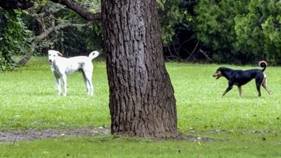 Stray dogs in Lodhi Garden on Saturday. (PTI)