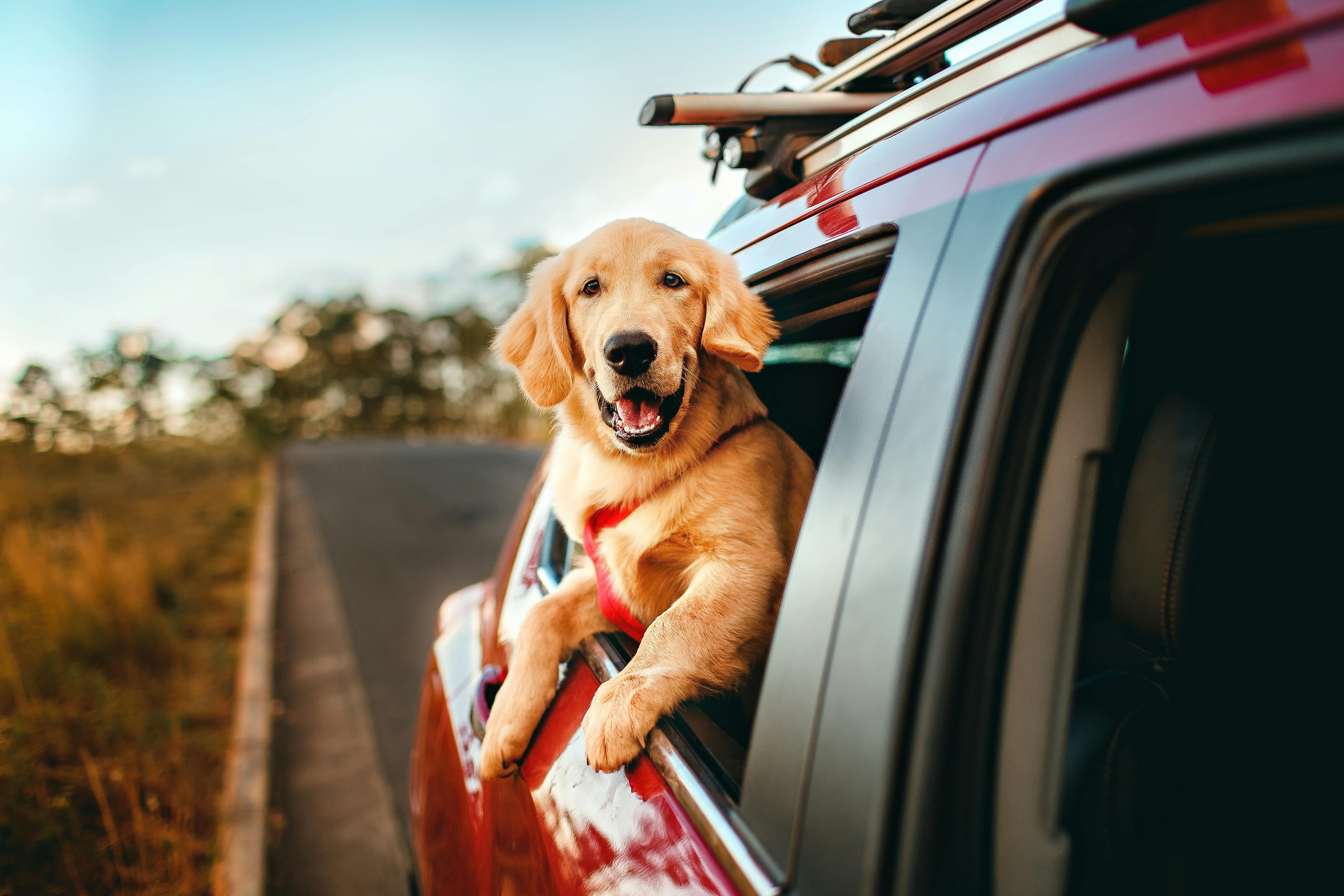 Your dog shouldn't lean outside the window. (Pexels) Your dog shouldn't lean outside the window. (Pexels)
