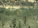 An optical illusion shared on Reddit showed a woodland scene where a deer was hidden, leaving many puzzled.