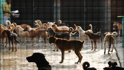Noida, India - Nov. 14, 2016: Those running shelter house for stray dogs in the city are facing problem as the dogs at the shelter not getting food due to demonetization, in Noida, India, on Monday, November 14, 2016. Many shelter owners are hence appealing for donation in kind from residents who can donate food. (Photo by Burhaan Kinu/ Hindustan Times) (Burhaan Kinu/HT PHOTO) Noida, India - Nov. 14, 2016: Those running shelter house for stray dogs in the city are facing problem as the dogs at the shelter not getting food due to demonetization, in Noida, India, on Monday, November 14, 2016. Many shelter owners are hence appealing for donation in kind from residents who can donate food. (Photo by Burhaan Kinu/ Hindustan Times) (Burhaan Kinu/HT PHOTO)