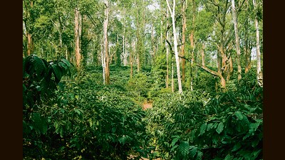 Shade trees protect a plantation in Coorg. It turns out that shade can help soil store far more carbon, slashing the footprint of the crop. (Shutterstock) Shade trees protect a plantation in Coorg. It turns out that shade can help soil store far more carbon, slashing the footprint of the crop. (Shutterstock)