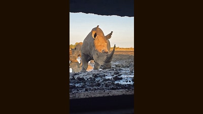 A view of a rhino from inside the hide. (Photo: Rohini Nilekani) A view of a rhino from inside the hide. (Photo: Rohini Nilekani)