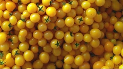 An optical illusion shared on Reddit went viral as users tried to locate a sneaky Minion hidden among dozens of yellow cherry tomatoes. (Reddit/stacity)