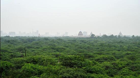Krishen explained that invasive trees “outcompete everything else.” (HT Archive)