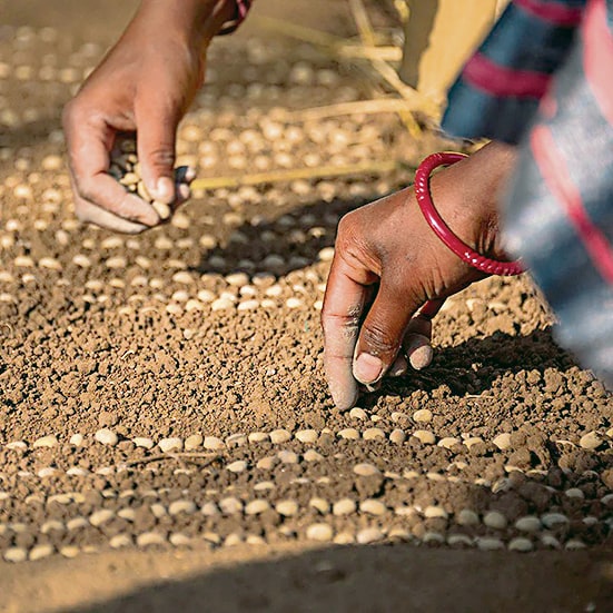 Araku uses a hybrid seed that is a cross between arabica and robusta. Araku uses a hybrid seed that is a cross between arabica and robusta.