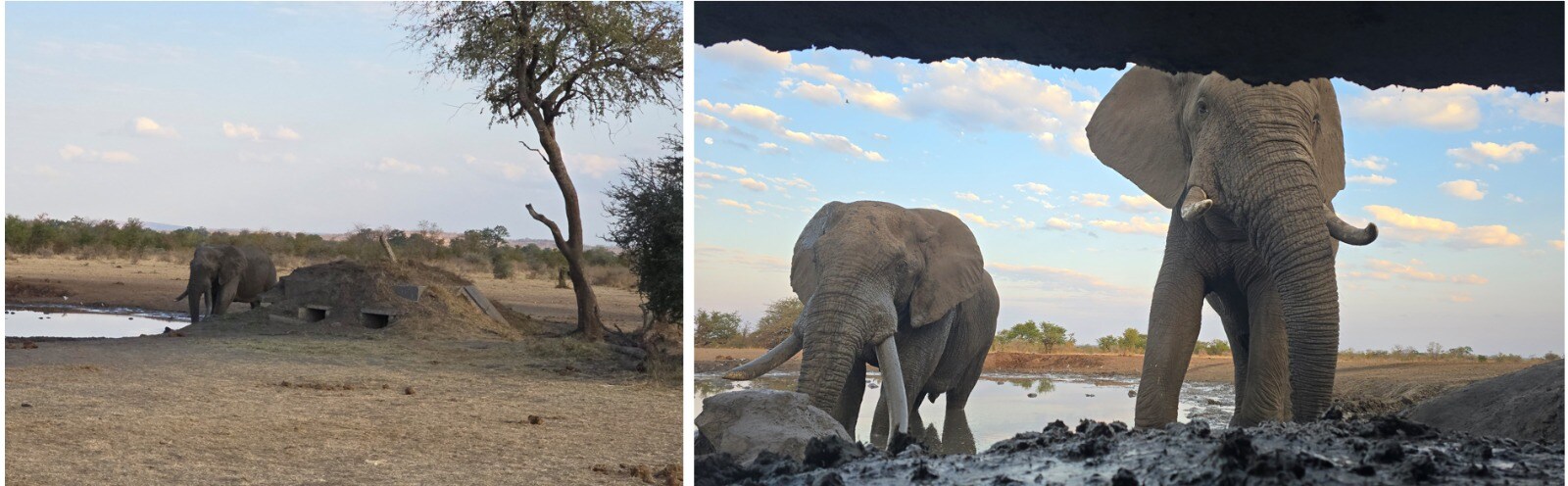 A view of the hide. (Above right) Elephants come within touching distance; we receive it as a blessing from Ganesha. (Photos: Rohini Nilekani) A view of the hide. (Above right) Elephants come within touching distance; we receive it as a blessing from Ganesha. (Photos: Rohini Nilekani)