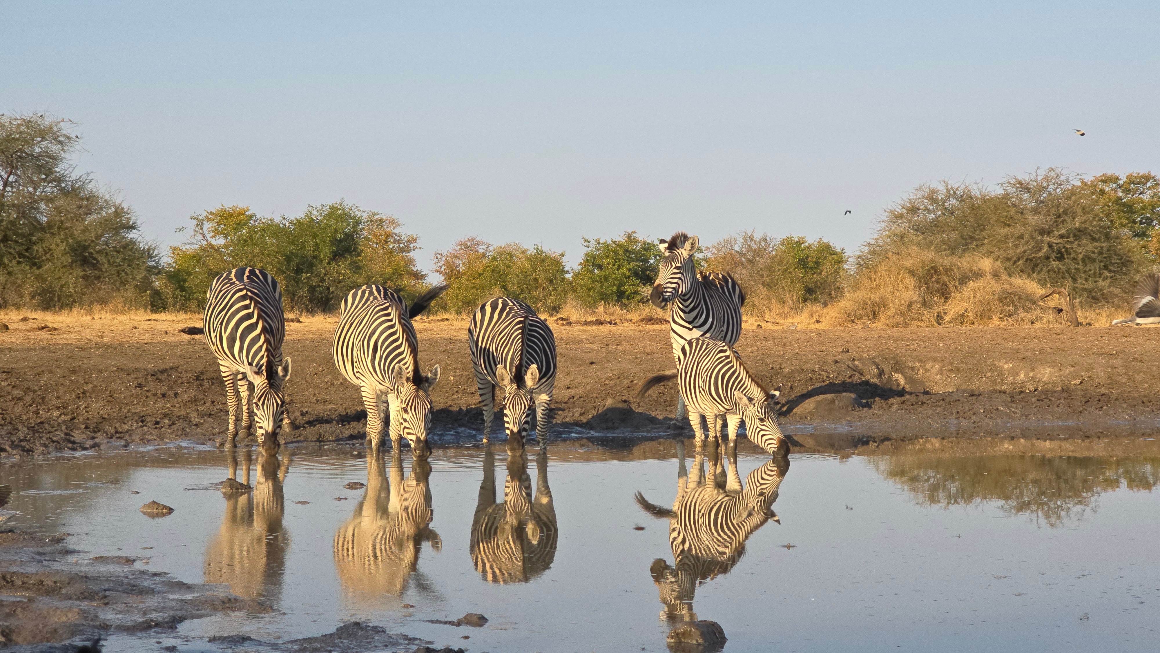 Animals gather all day, at the watering hole near the hide. (Photo: Rohini Nilekani) Animals gather all day, at the watering hole near the hide. (Photo: Rohini Nilekani)