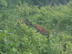 A leopard was chased away by a fearless wild boar in a viral video. A leopard was chased away by a fearless wild boar in a viral video.