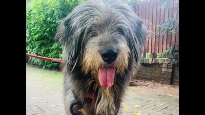 An official of the Panchkula MC said that several complaints were received regarding technical glitches in the Saral portal, the online platform for pet registration. (HT File) An official of the Panchkula MC said that several complaints were received regarding technical glitches in the Saral portal, the online platform for pet registration. (HT File)