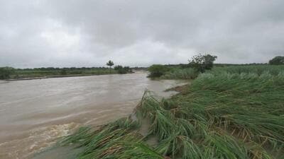 If the crop stays underwater for more than 48-72 hours, it starts rotting, agricultural experts warned. (HT Photo) If the crop stays underwater for more than 48-72 hours, it starts rotting, agricultural experts warned. (HT Photo)
