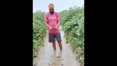 Official information revealed that Mansa has been the worst rain-hit district with more than 13,500 acres under cotton affected. (HT)