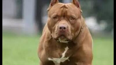 Pitbull’s attack continued for nearly one and a half minutes before the victim was rescued. (Sourced) Pitbull’s attack continued for nearly one and a half minutes before the victim was rescued. (Sourced)