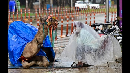A camel and its owner take cover under polythene sheets amid a drizzle in Chandigarh on Saturday. (Ravi Kumar/HT)