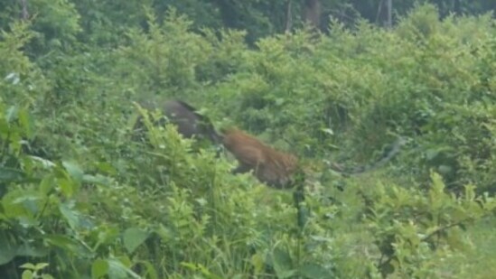 A leopard was chased away by a fearless wild boar in a viral video. (X/@ParveenKaswan)