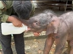 Corbett Elephant Rescue Centre director said that an initial attempt was made to reunite the calf with its herd, but no elephants were found in the area. Corbett Elephant Rescue Centre director said that an initial attempt was made to reunite the calf with its herd, but no elephants were found in the area.