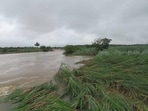 If the crop stays underwater for more than 48-72 hours, it starts rotting, agricultural experts warned. (HT Photo) If the crop stays underwater for more than 48-72 hours, it starts rotting, agricultural experts warned. (HT Photo)