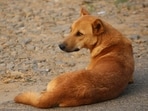 Angered by the incident, the locals reportedly chased the dog and eventually killed it.