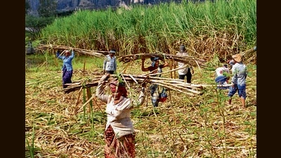 According to sources, the Maharashtra government is considering advancing the crushing season in response to industry demands. (HT) According to sources, the Maharashtra government is considering advancing the crushing season in response to industry demands. (HT)