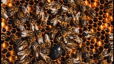 Experts explained the beetle’s activity also contaminated honey, rendering it unsuitable for human consumption, thereby greatly reducing yield. (Shutterstock) Experts explained the beetle’s activity also contaminated honey, rendering it unsuitable for human consumption, thereby greatly reducing yield. (Shutterstock)