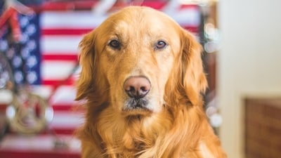 Who is Laura Yourex? California woman illegally registers her dog to vote (Unsplash - representational image)