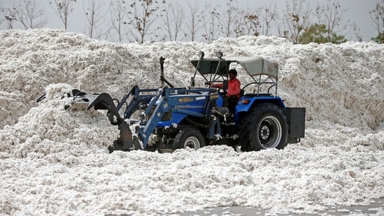 The slide in cotton output is alarming. In the 2024-25, the country is expected to produce 29.4 million bales (of 170 kg each), the lowest in more than a decade. (REUTERS FILE PHOTO)