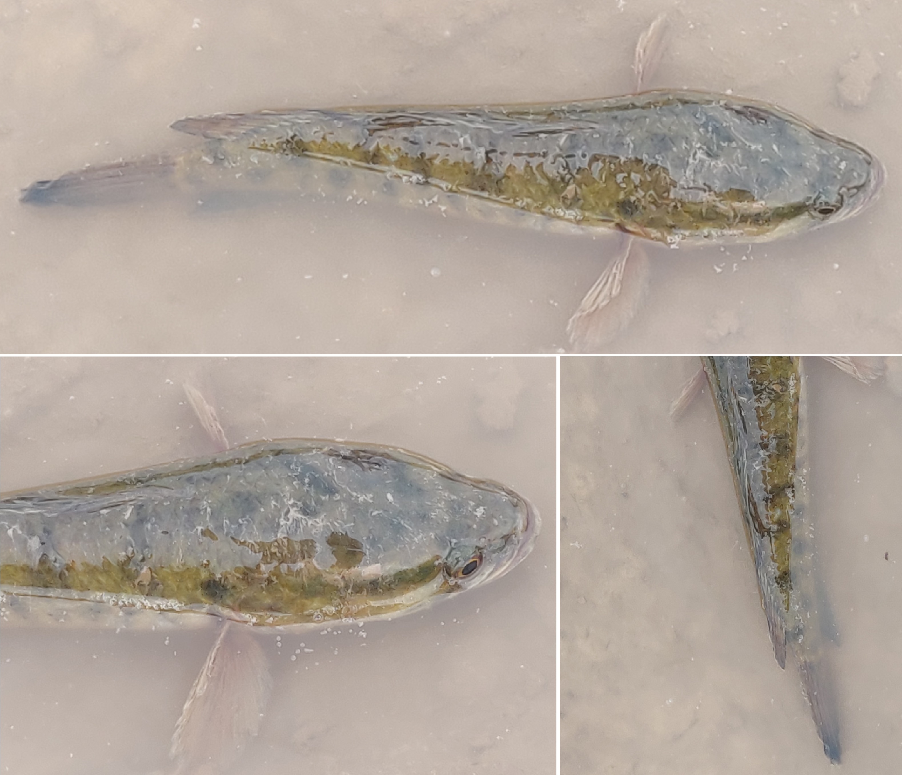 A Spotted snakehead fish hooked at Siswan. (Vikram Jit Singh) A Spotted snakehead fish hooked at Siswan. (Vikram Jit Singh)