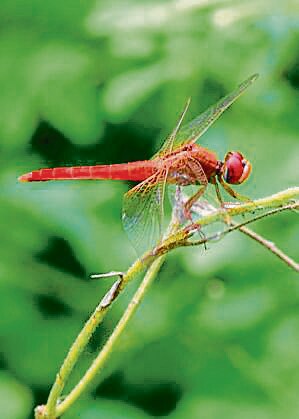 Scarlet Skimmer (Crocothemis servilia) dragonfly spotted during the walk. (Parveen Kumar/HT Photo) Scarlet Skimmer (Crocothemis servilia) dragonfly spotted during the walk. (Parveen Kumar/HT Photo)