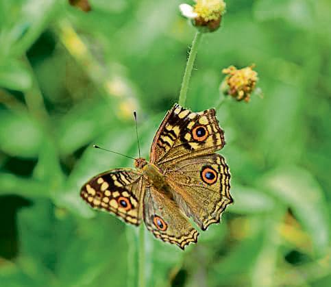 Lemon Pansy (Junonia lemonias) butterfly spotted during the walk. (Parveen Kumar/HT Photo) Lemon Pansy (Junonia lemonias) butterfly spotted during the walk. (Parveen Kumar/HT Photo)