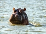 A hippopotamus struck and capsized a boat in Sassandra River, Ivory Coast. A hippopotamus struck and capsized a boat in Sassandra River, Ivory Coast.