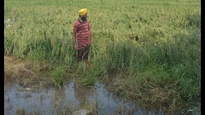 A farmer in his inundated paddy field in Ramdas, Amritsar, on Monday. (Sameer Sehgal/HT) A farmer in his inundated paddy field in Ramdas, Amritsar, on Monday. (Sameer Sehgal/HT)