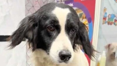 A Peruvian dog named Machis became a local hero after disabling a lit stick of dynamite thrown into her yard. She saved her family but can no longer bark. (@super_manchis/ TikTok)