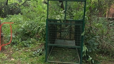 JNU officials said the forest department installed the traps and cage on Sunday. (HT) JNU officials said the forest department installed the traps and cage on Sunday. (HT)