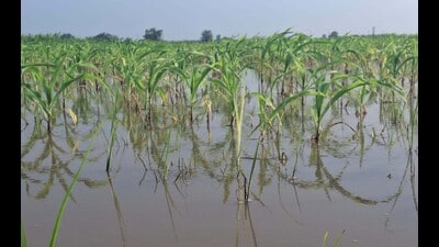 The aim of the project is to develop a hybrid that can survive in standing water for five to seven days. (HT photo) The aim of the project is to develop a hybrid that can survive in standing water for five to seven days. (HT photo)